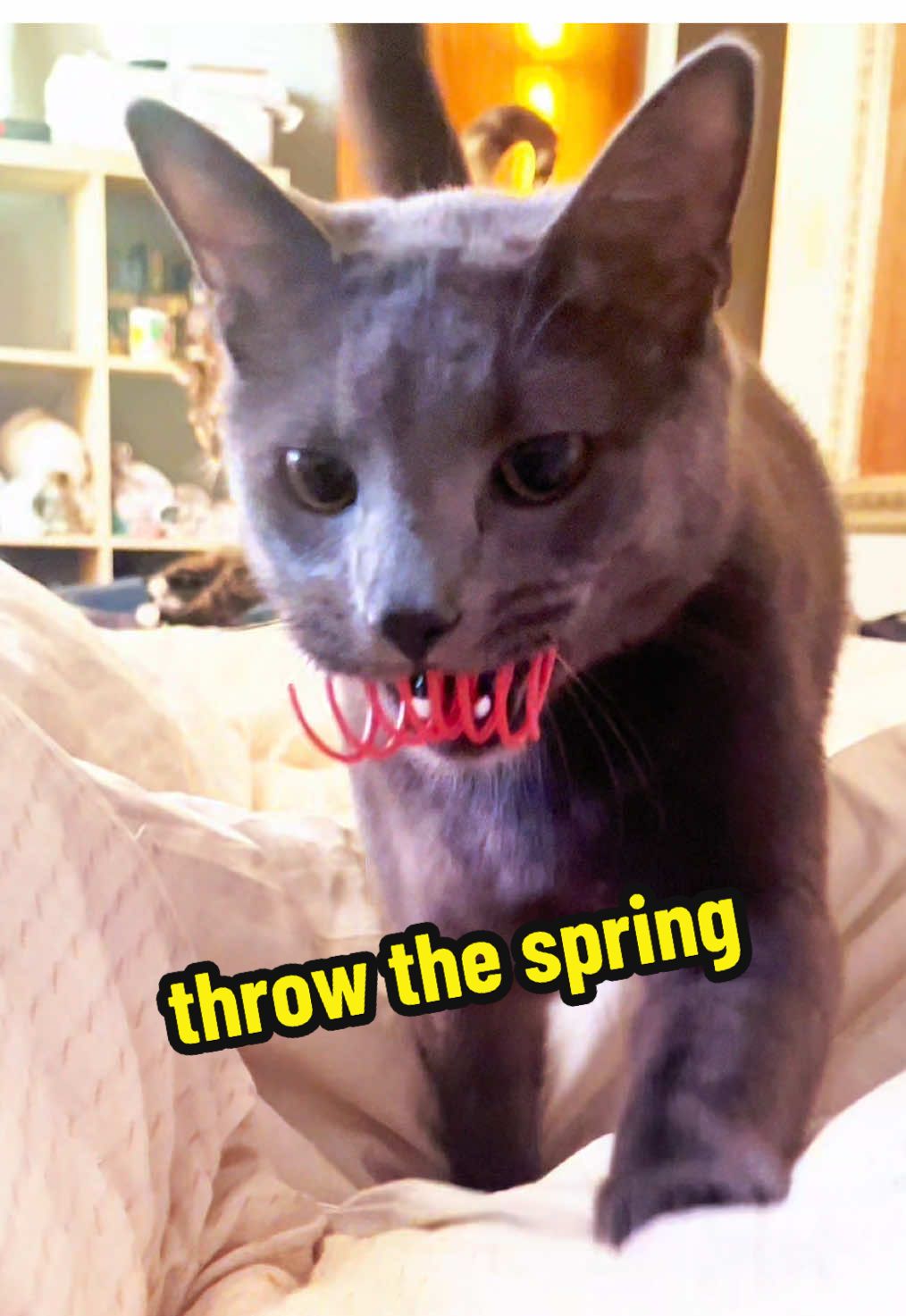 @NermalTCat