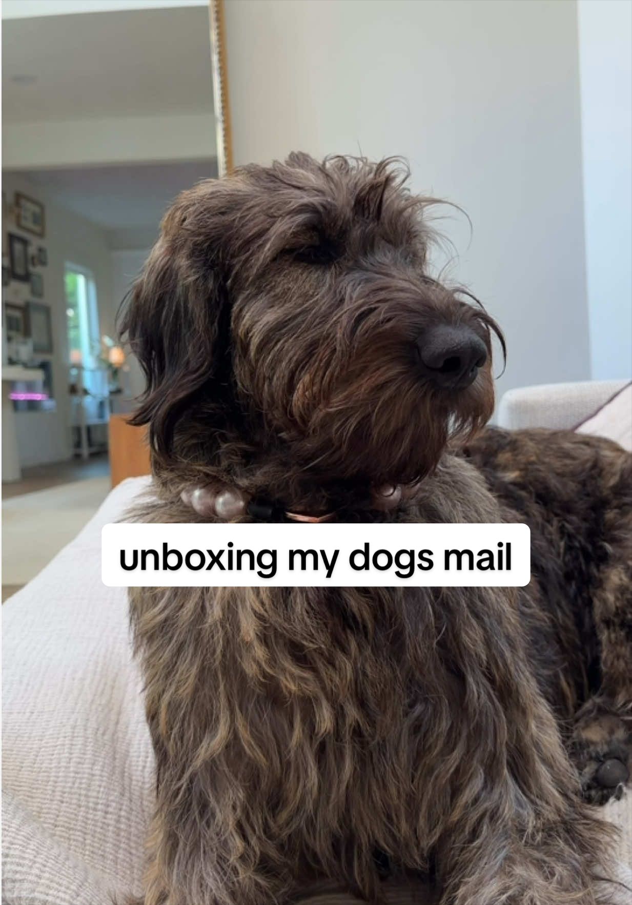 @Native Pet