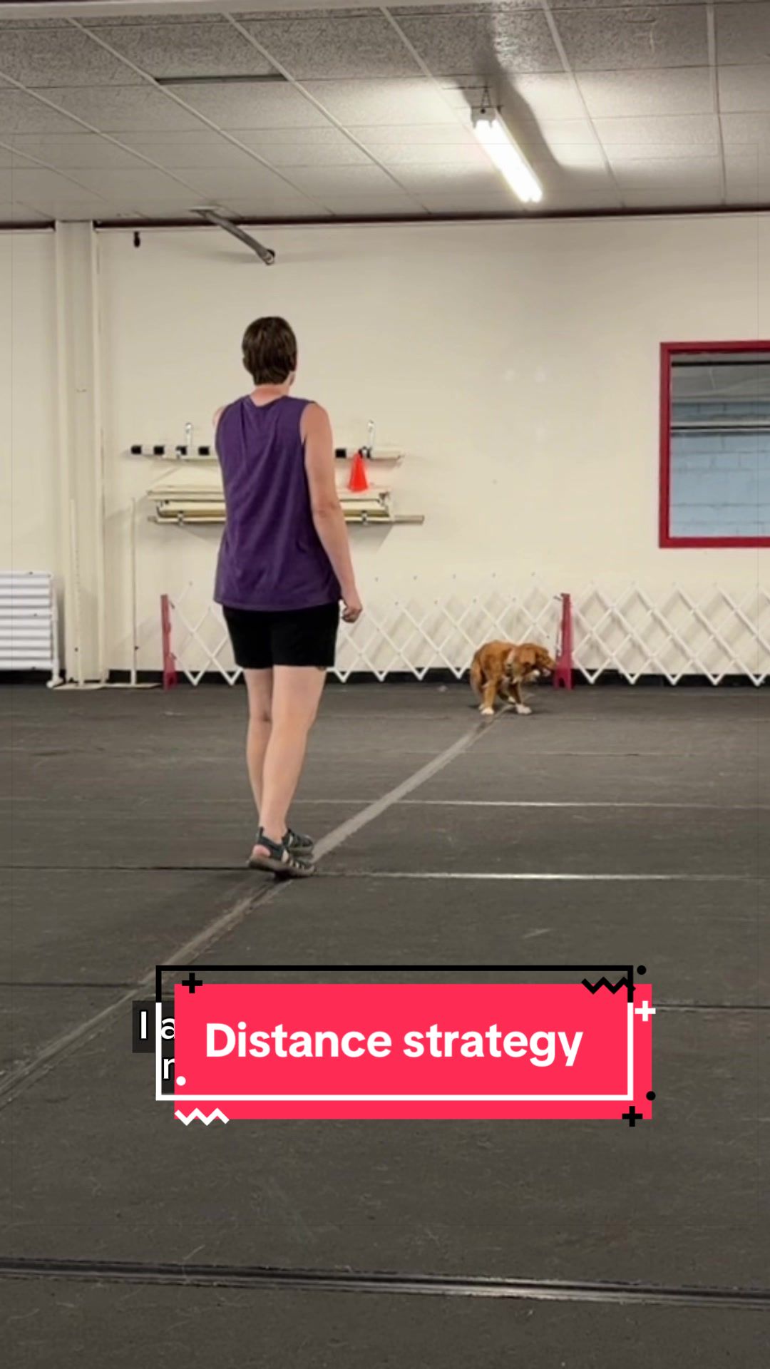 @Laura Waudby - Dog Sports