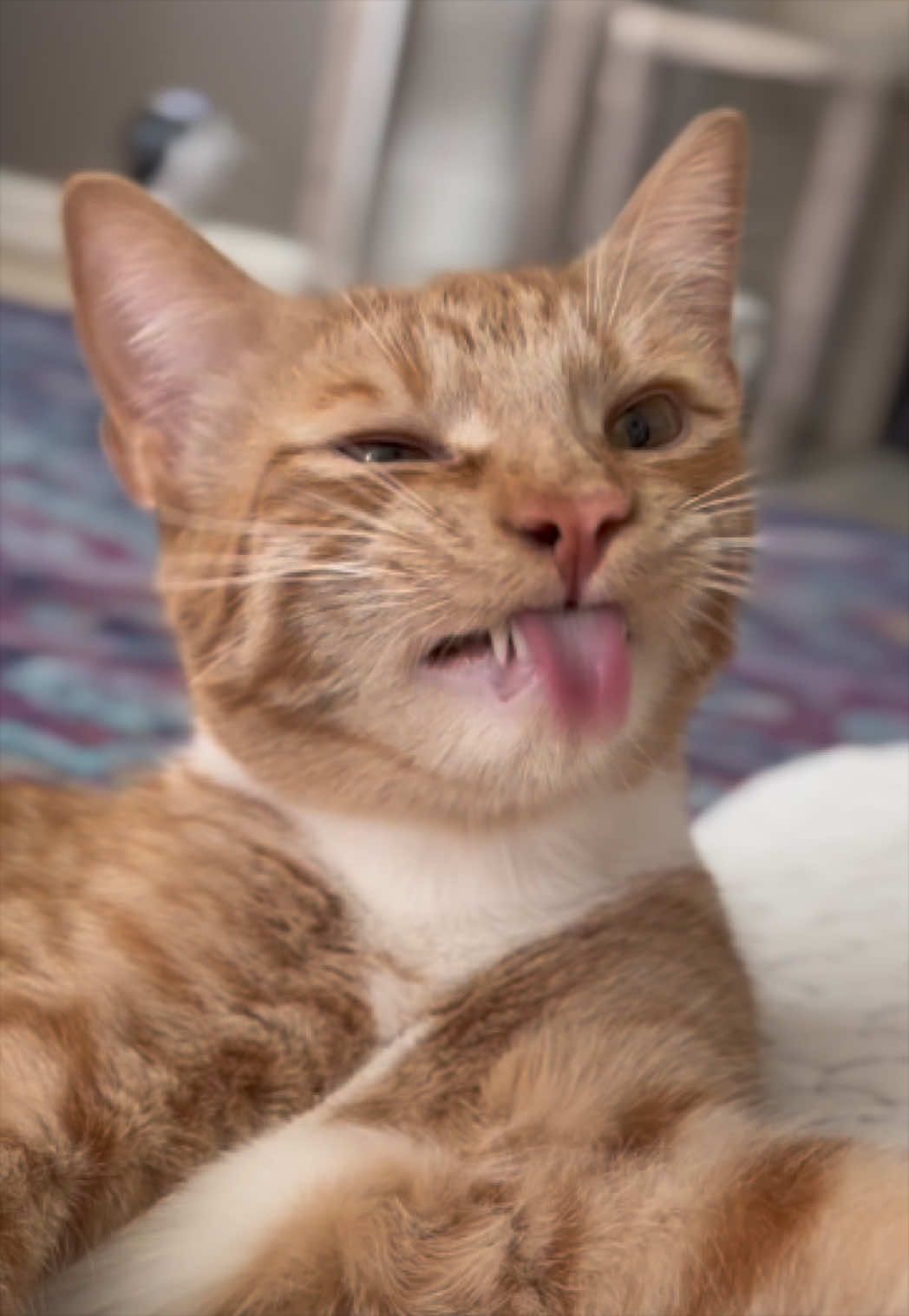 @furtastic4cats