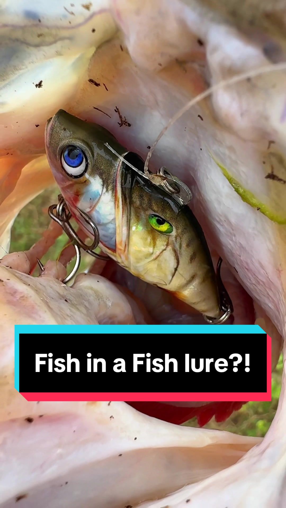 @Fish Boss 🎣Fishing Videos🇵🇭