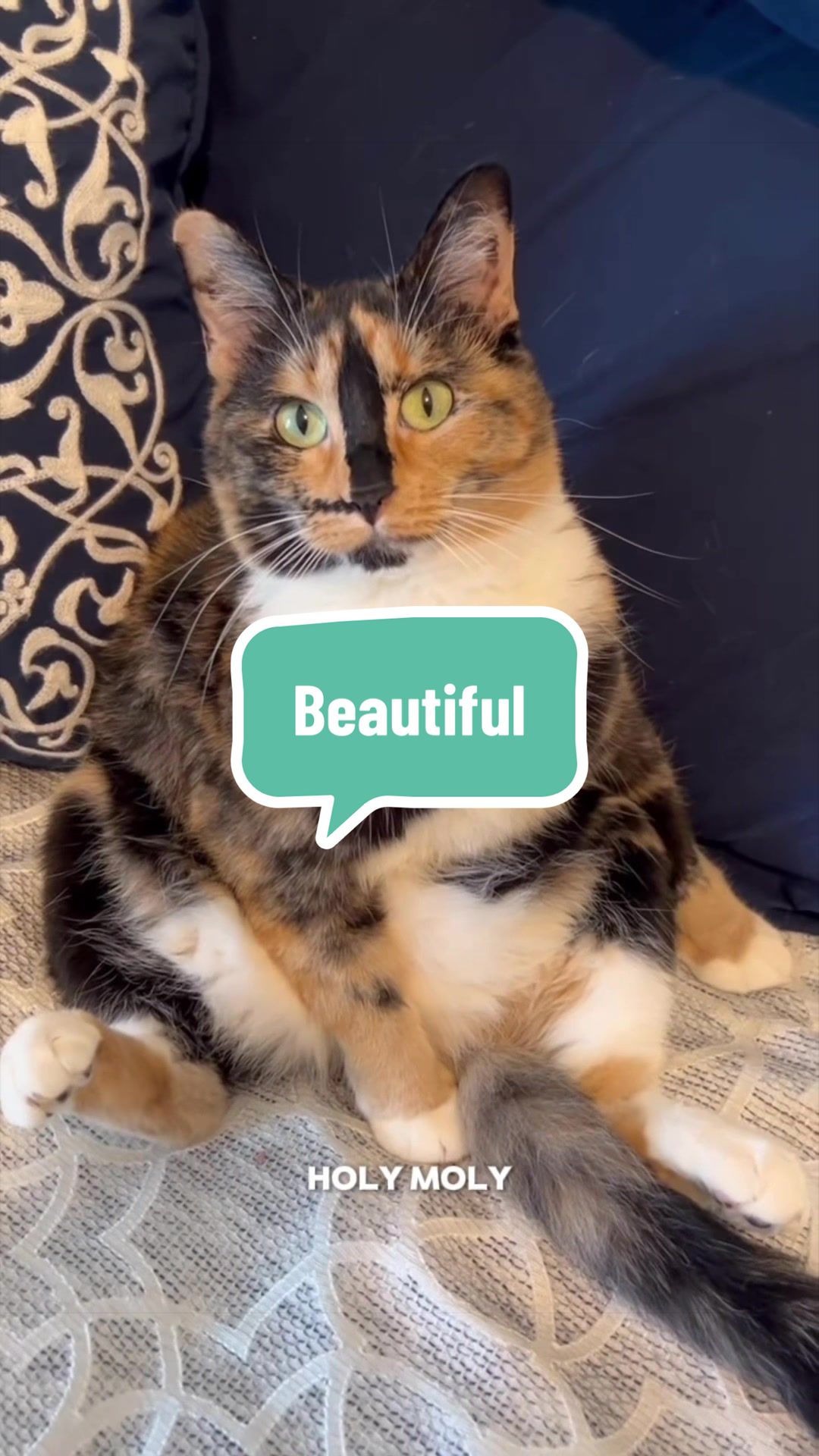 @SnickersTheSmilingCat