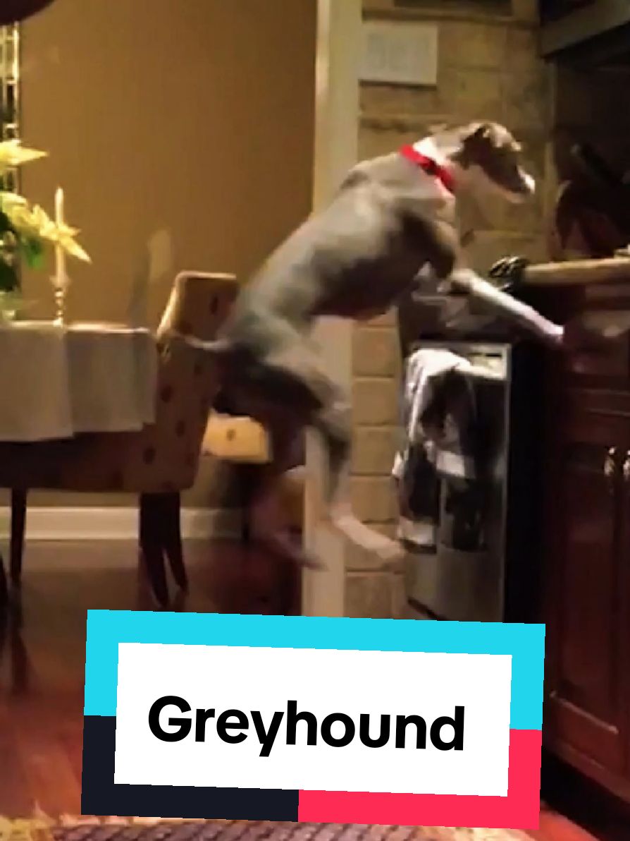 @petworld360