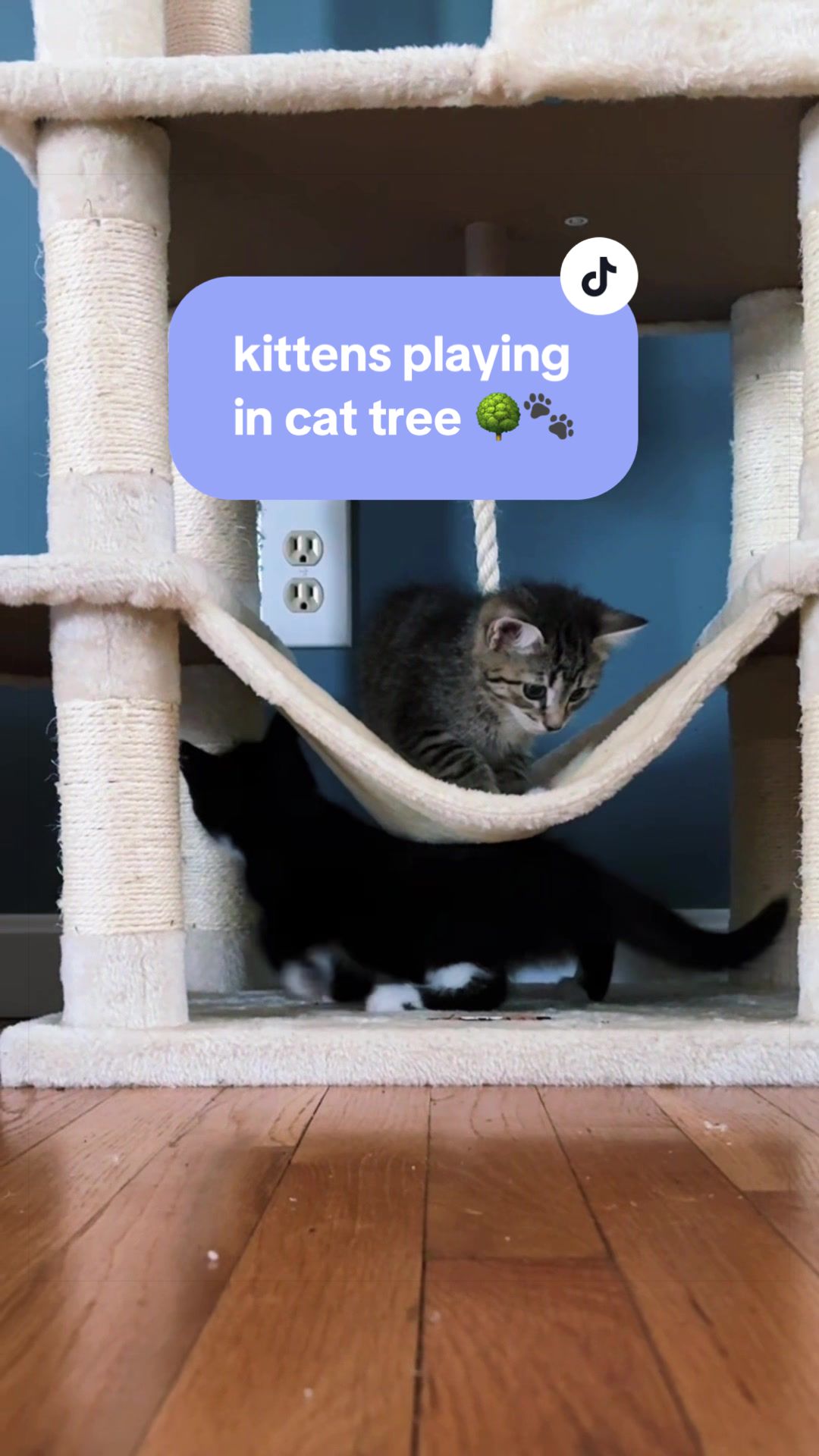 @Juno 💫🐈
