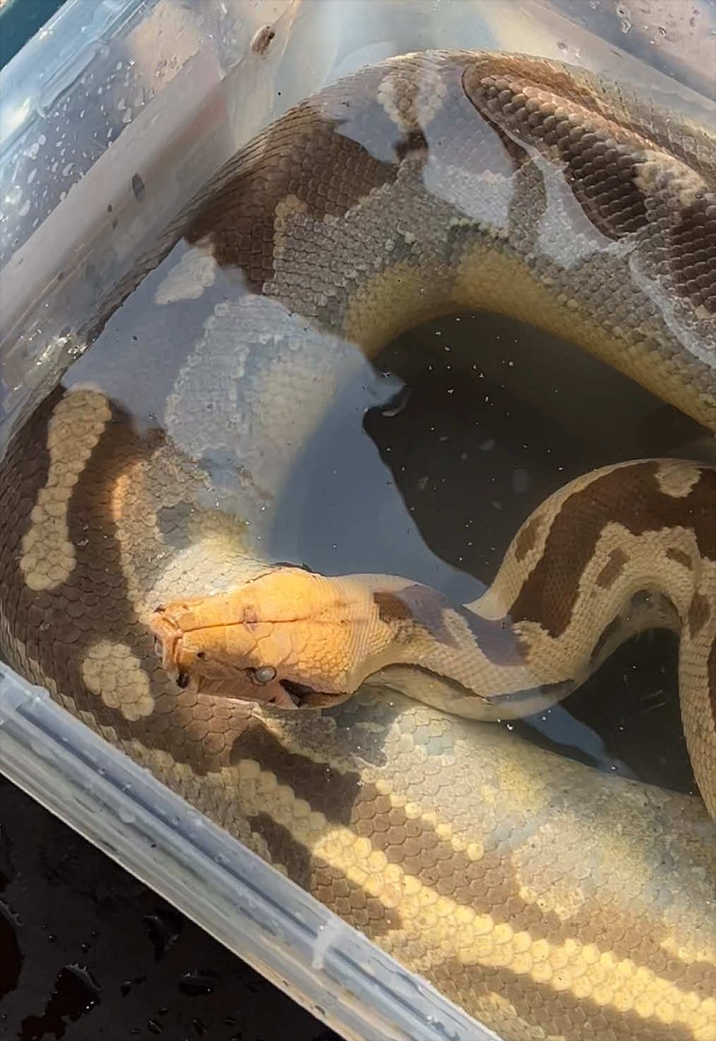 @🐍 Derricks Reptiles 🐍