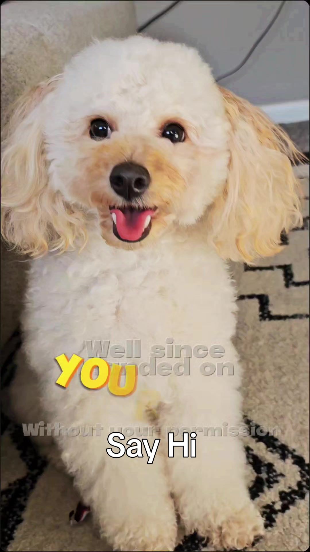 @Summer Rose The Poodle