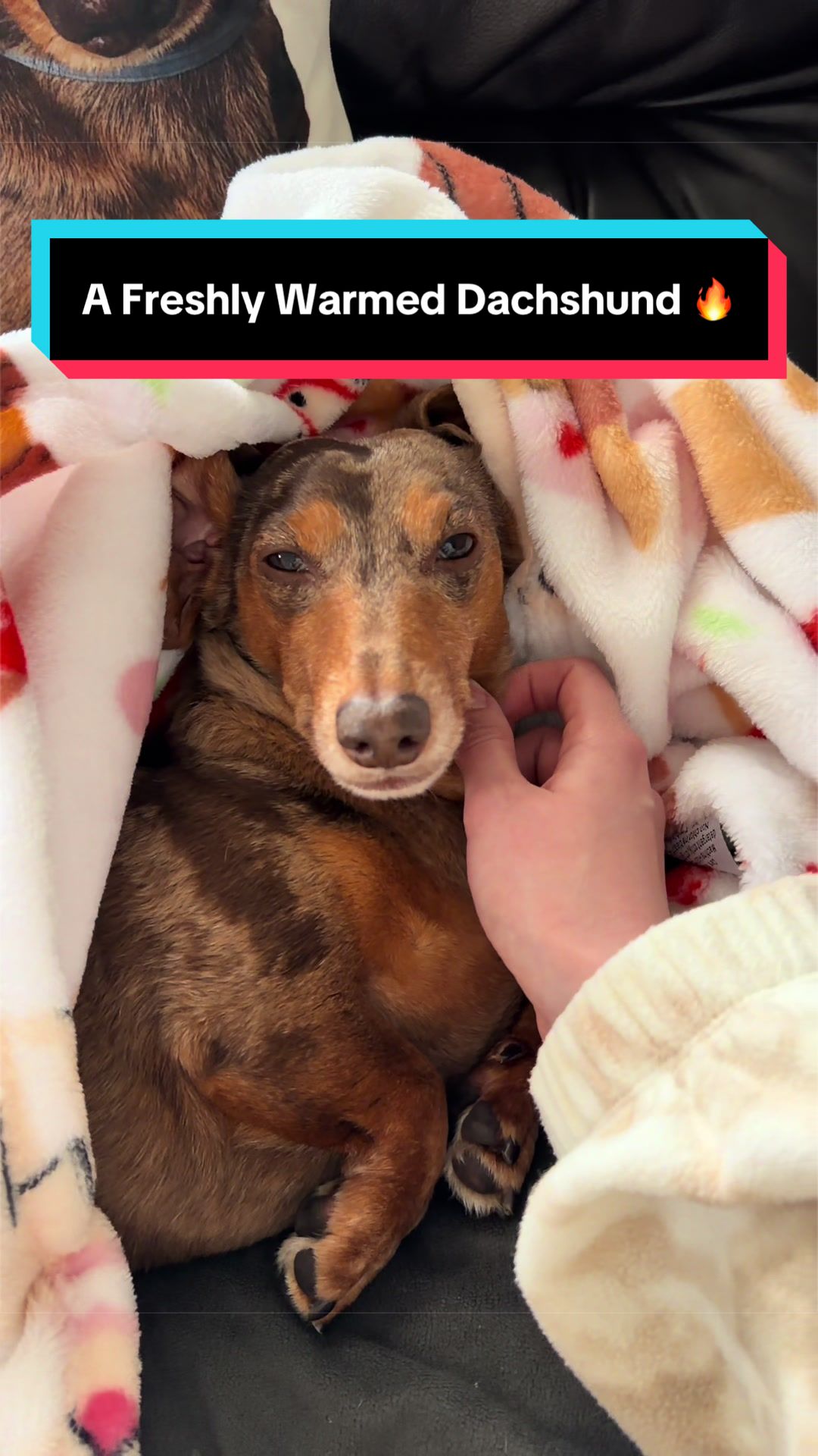 @NormanTheWienerDog