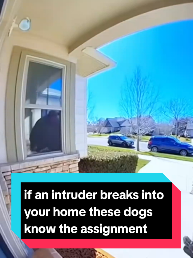 @The pet post