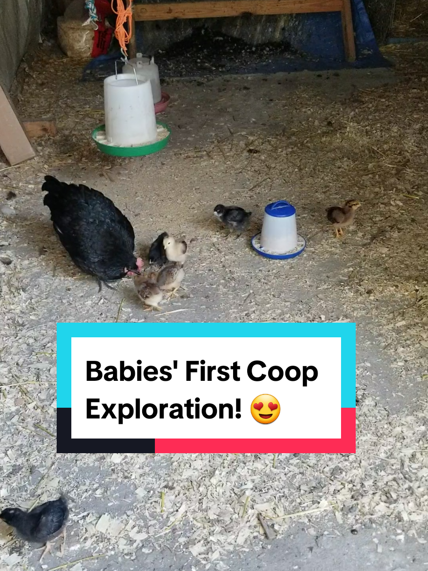 @CityChickenFarm