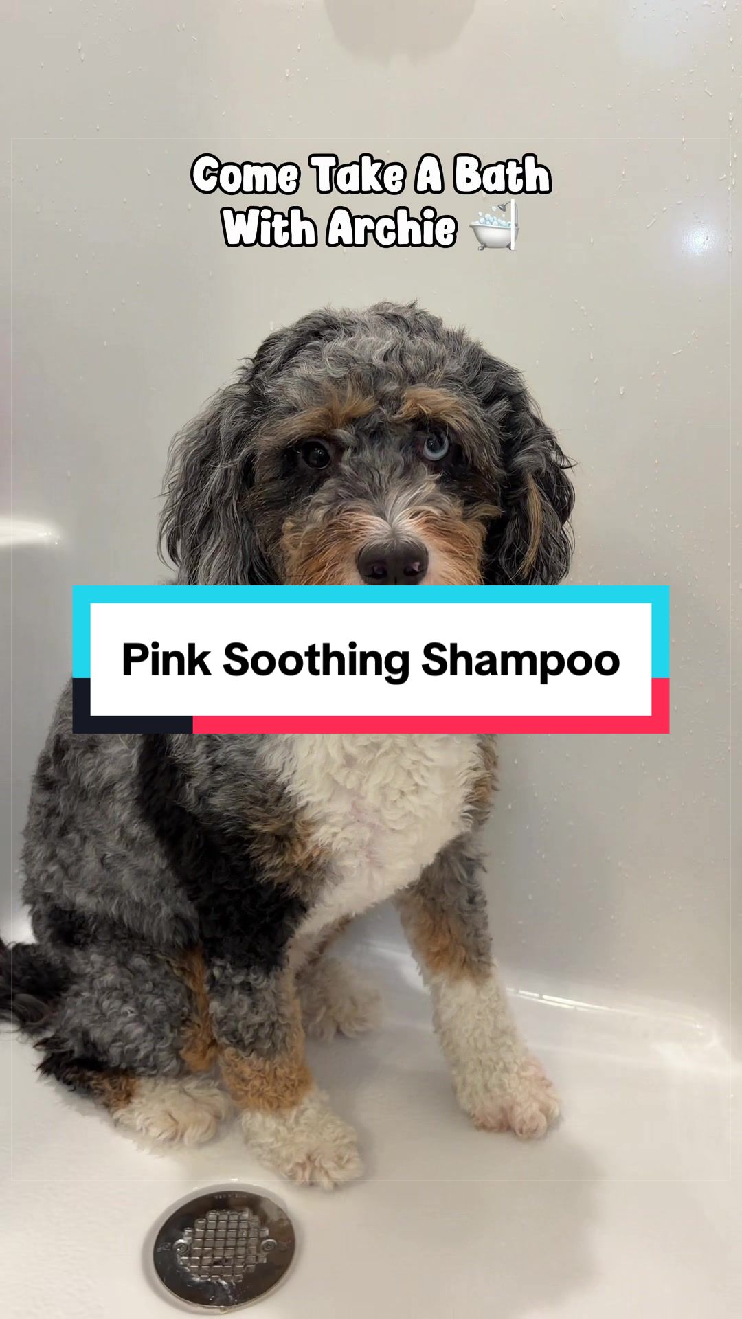 @Archie The Bernedoodle