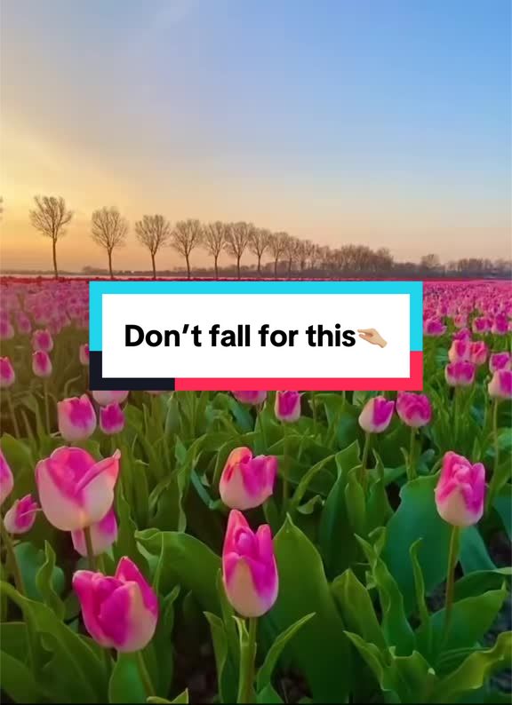 @⋆.❥ ࣪ᖘ𝒊𝛈𝛋 🌸࿐