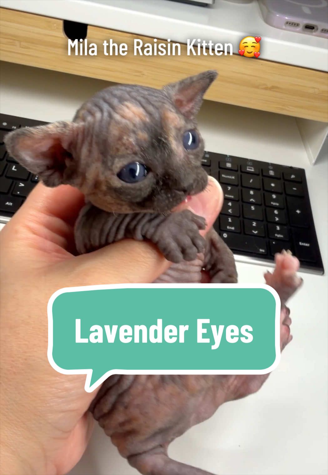 @Boba’s Buds Minskin Cats