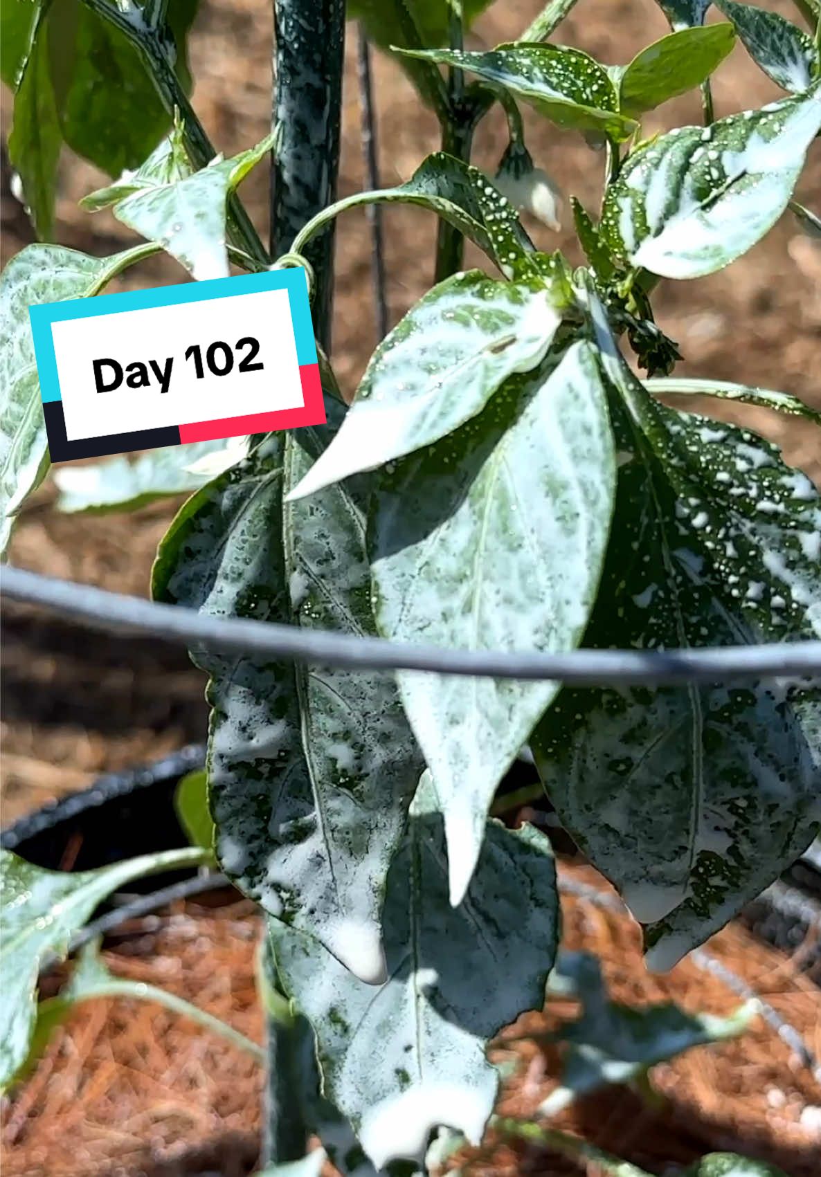 @Geeky Greenhouse / Pepper Geek