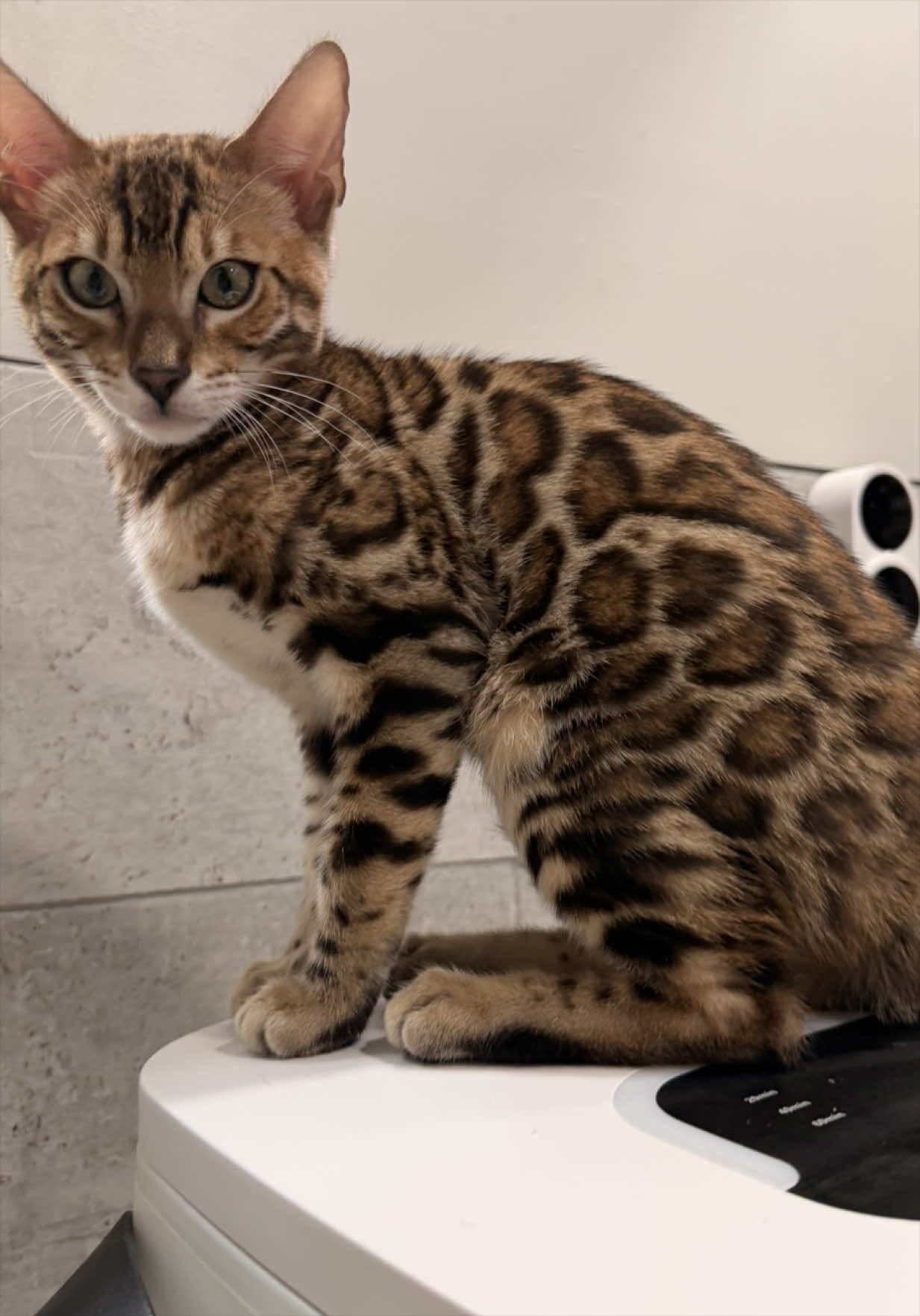 @ＢＥＮＧＡＬ&Iacute;&emsp;ＬＥＯＰＡＲＤＳ