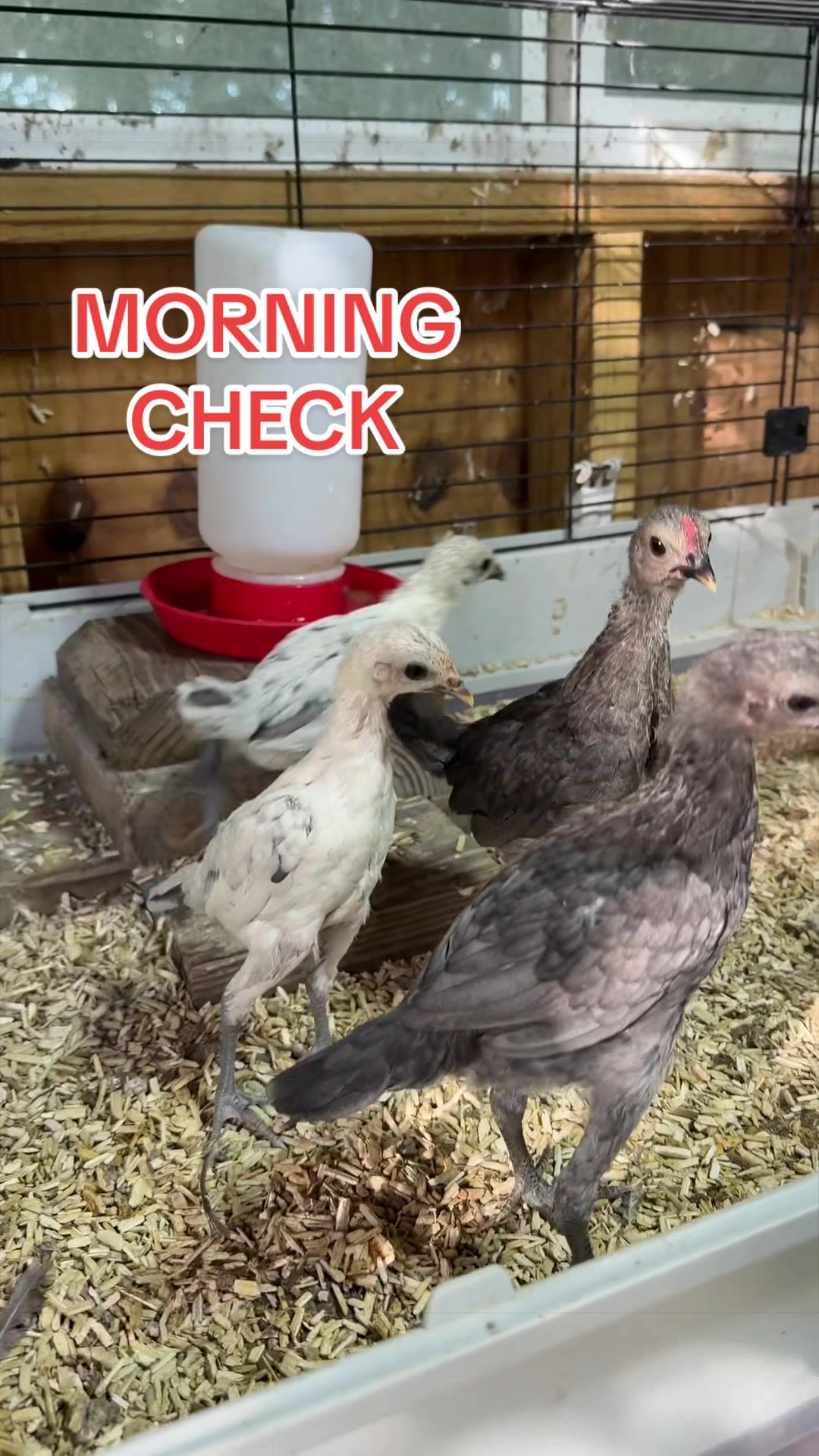 @Gulf Coast Cluckers