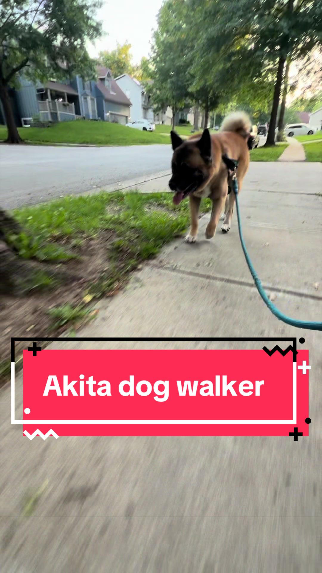 @Akita Brothers