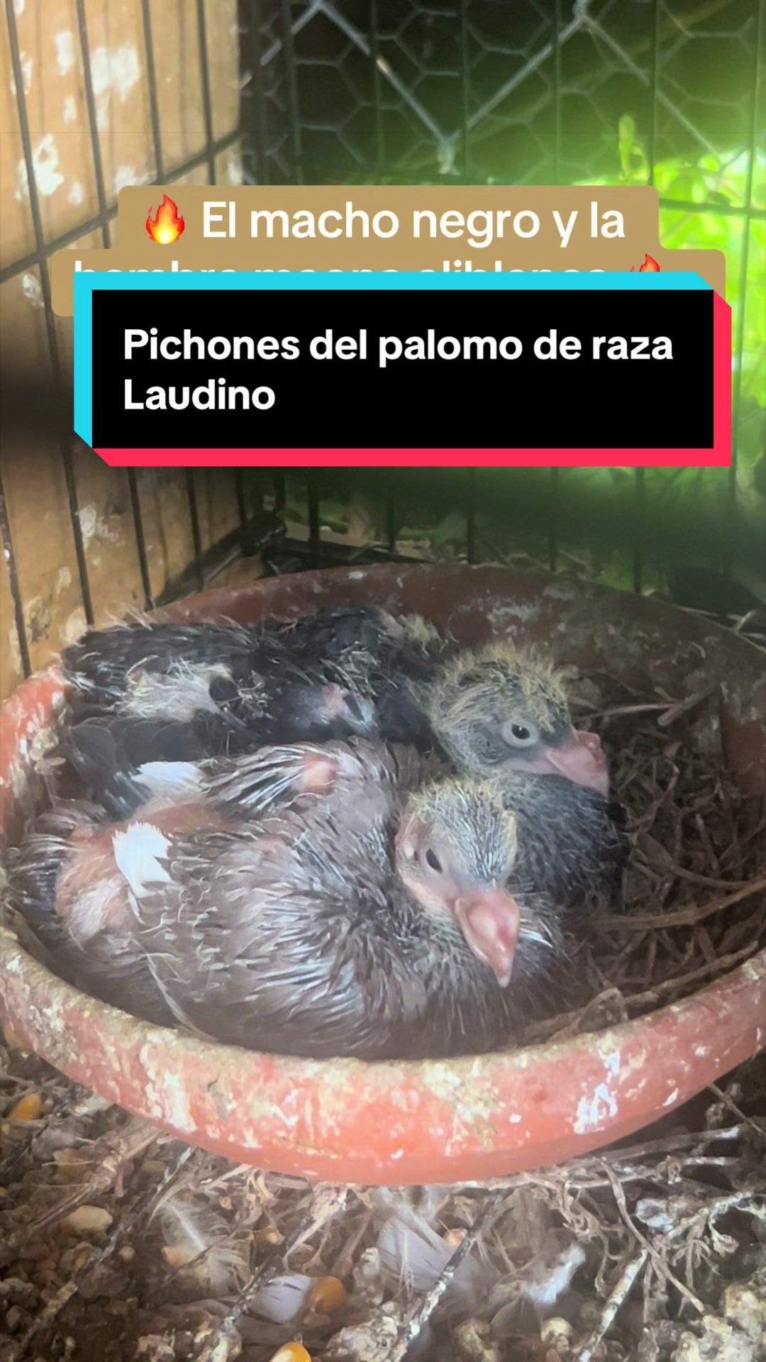 @Palomar Guines