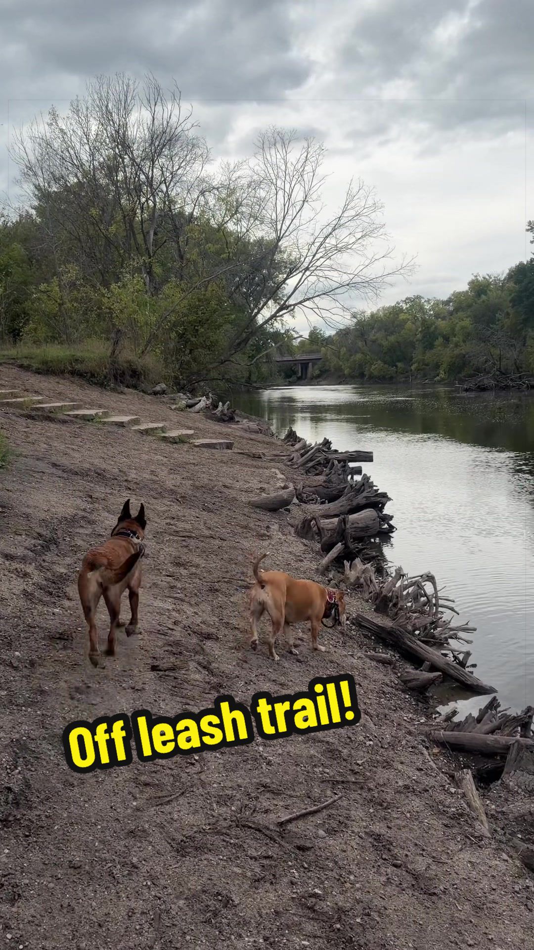 @dogstrainjen