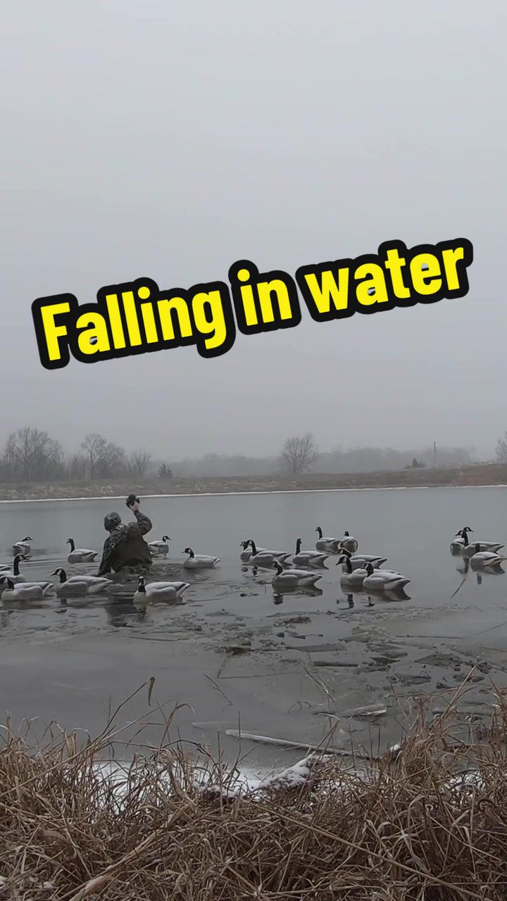 @Birdbath Waterfowl🦆