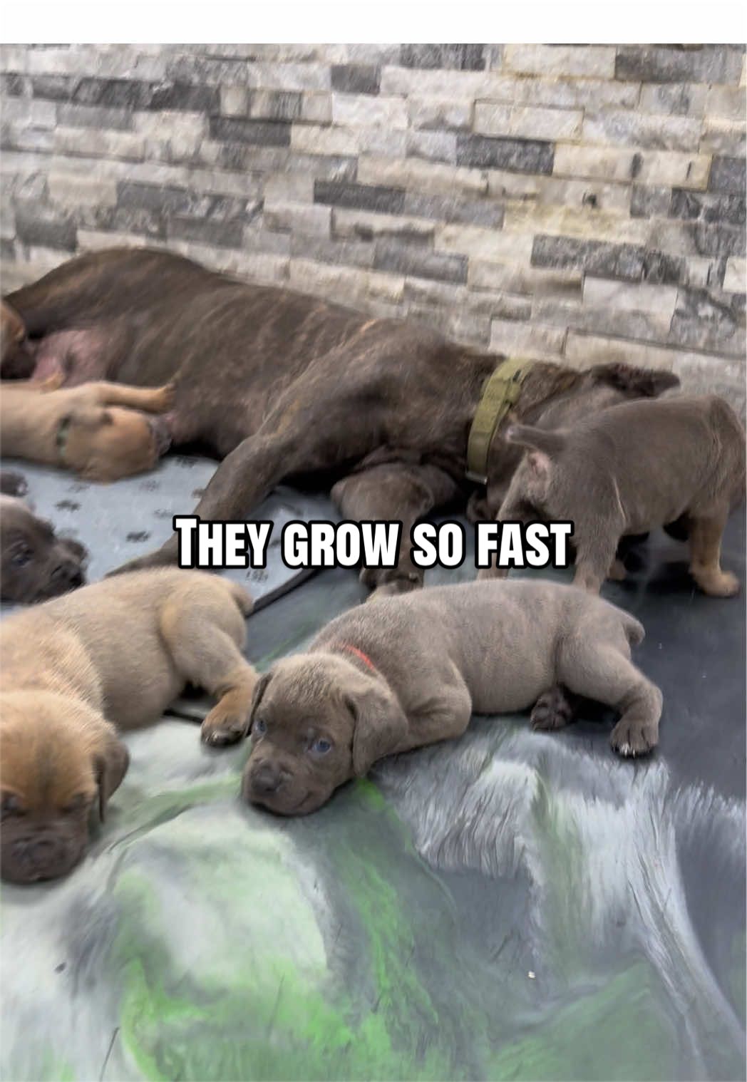 @The Bulldog Breeder