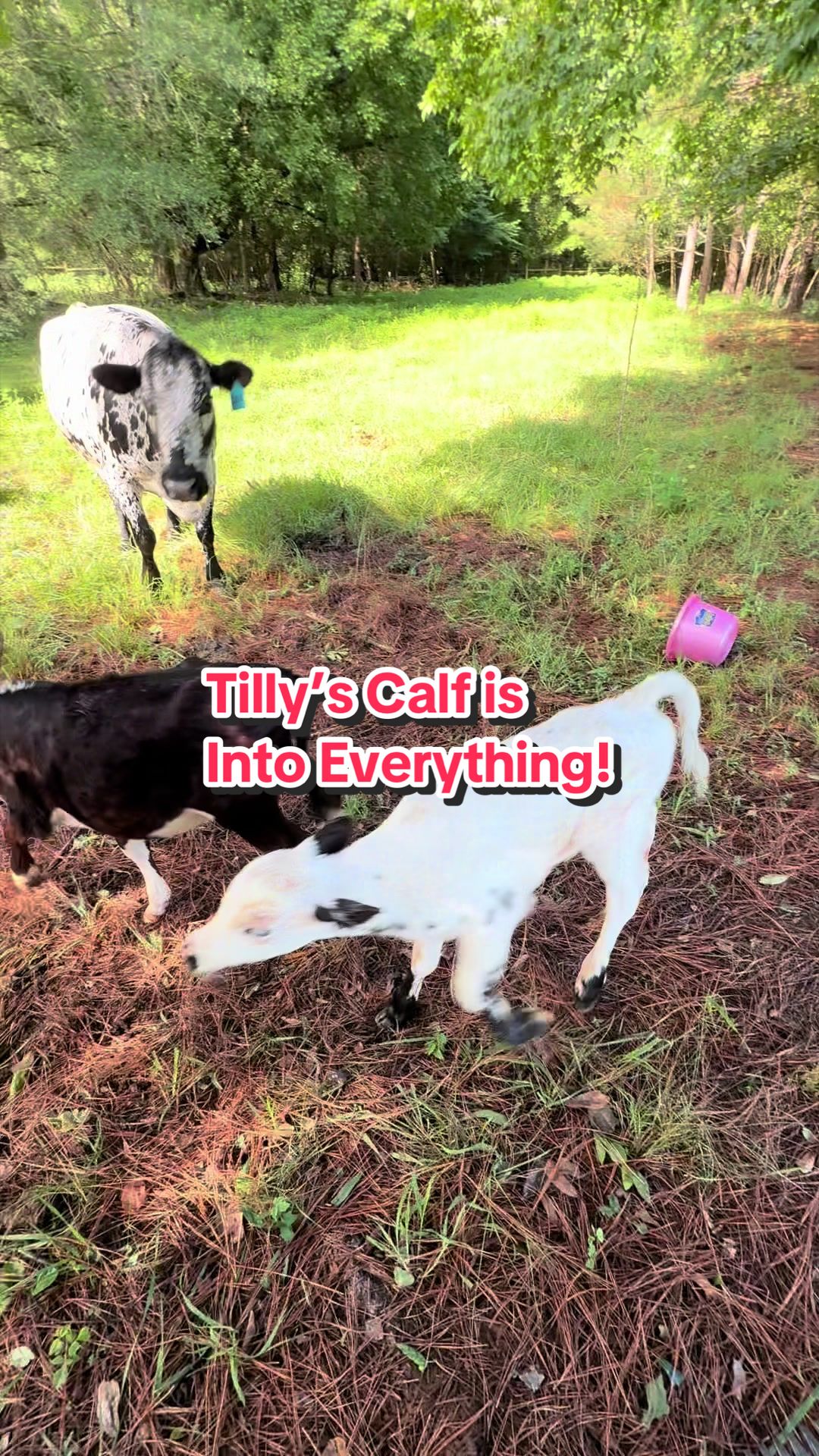@Piney Bend Cattle