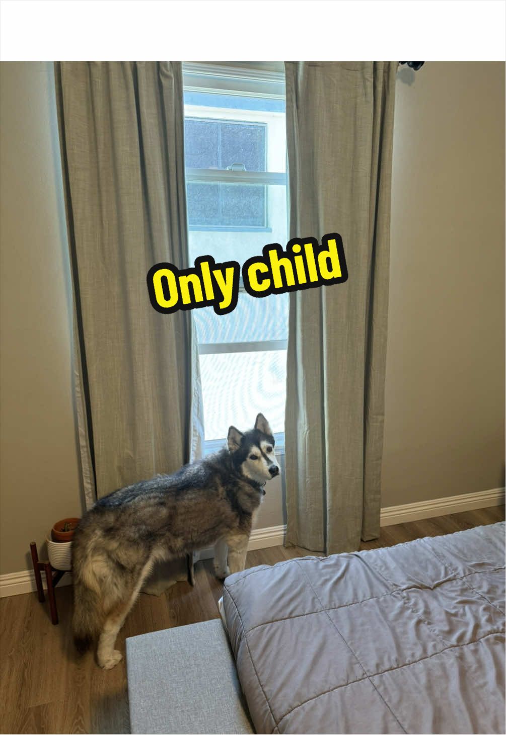 @and Luna 🐺