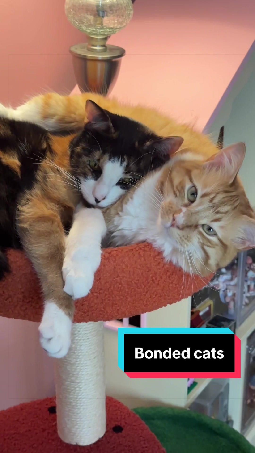 @meloncreamcat