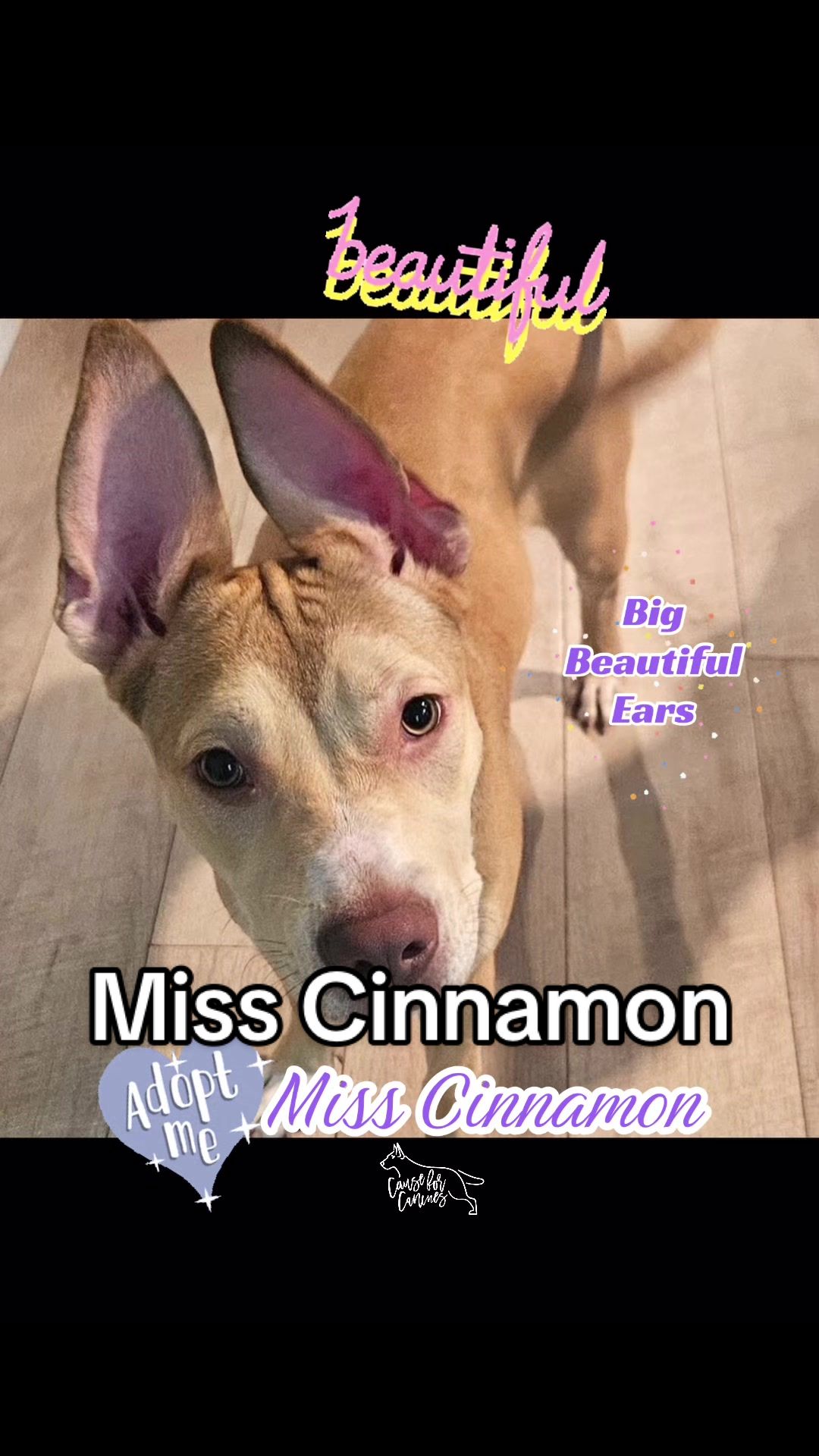 @causeforcaninesrescue