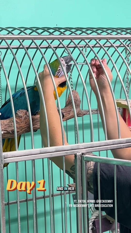 @💙💛Geckoemmy🦜