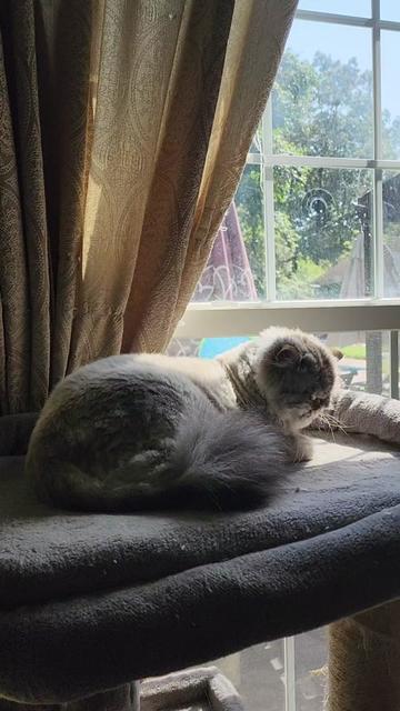 @Royal Tee