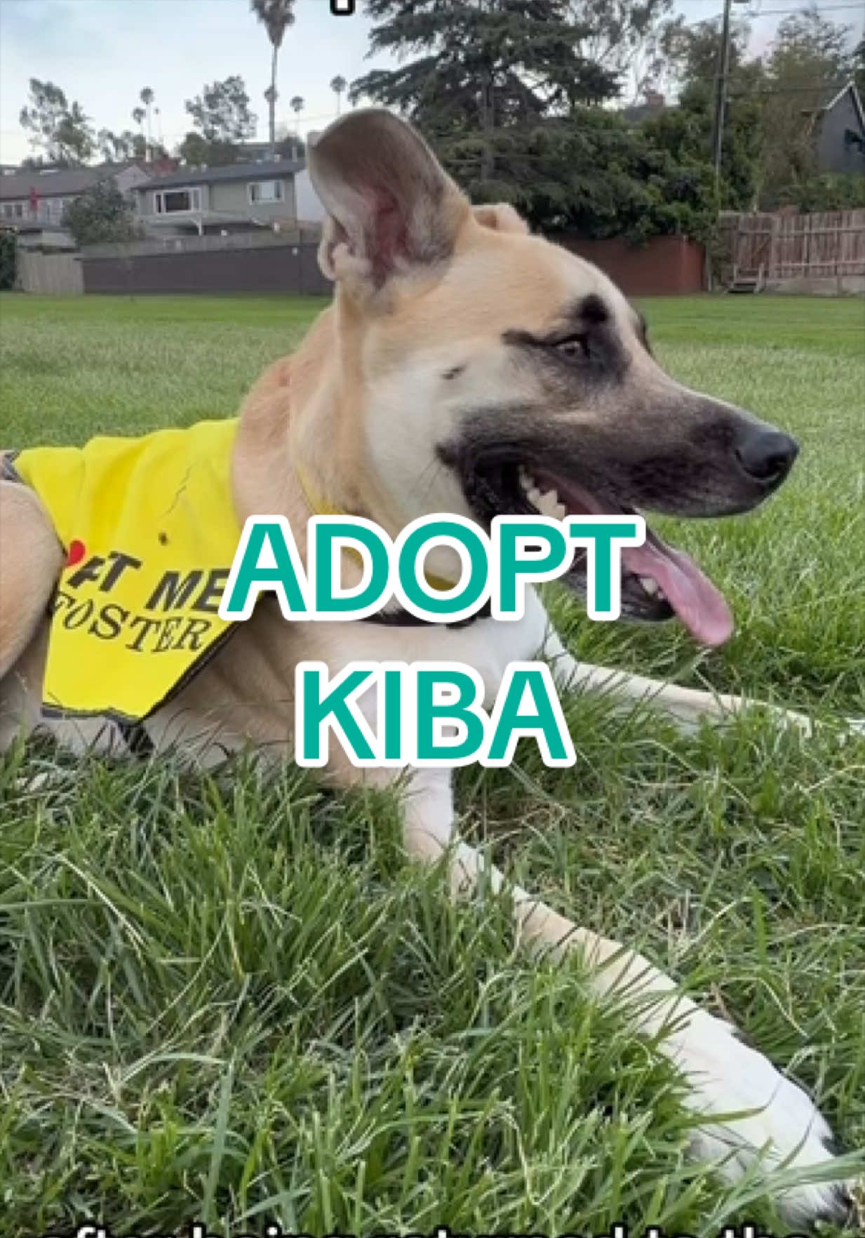 @Adopt a Pet