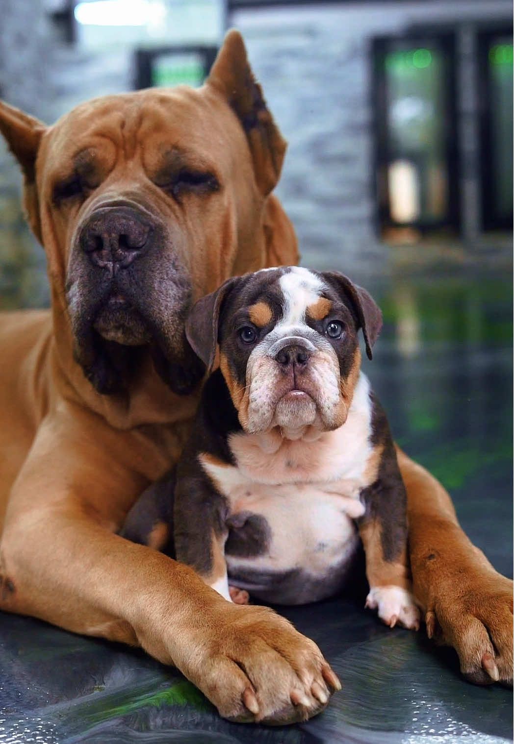 @The Bulldog Breeder