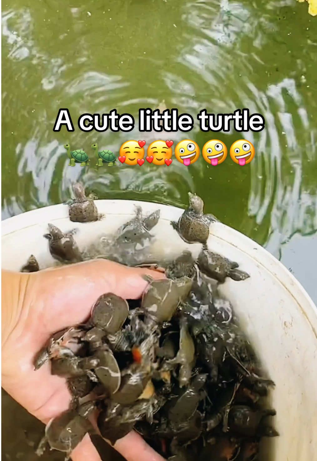 @Mr. Turtle