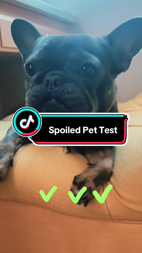 @Maki&ensp;the&ensp;Frenchie