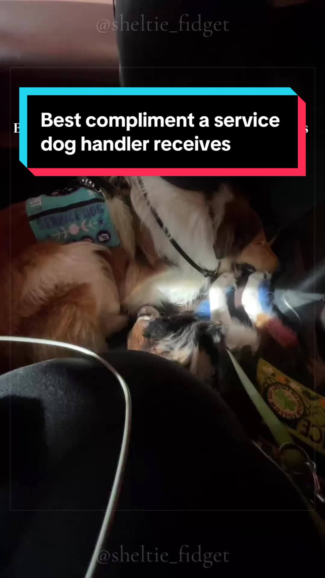 @Dakota & Pups
