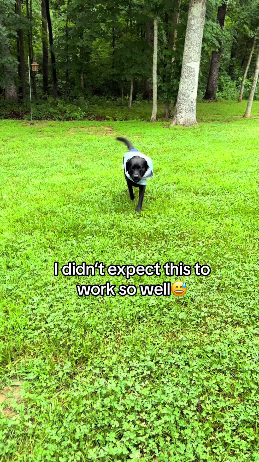 @Gunner the Good Boy Black Lab