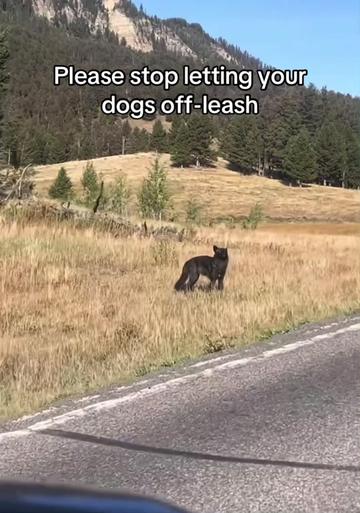 @Yellowstone National Park