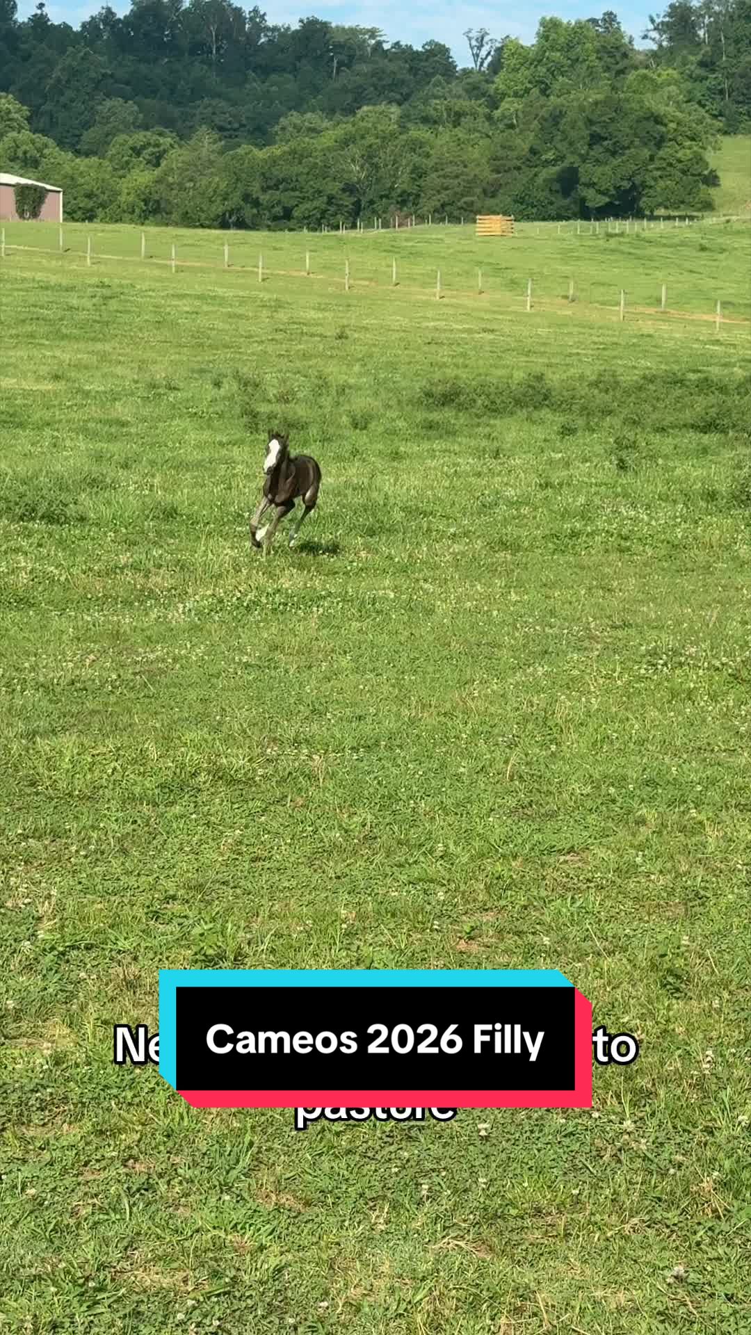 @ThePaintedAcresRanch