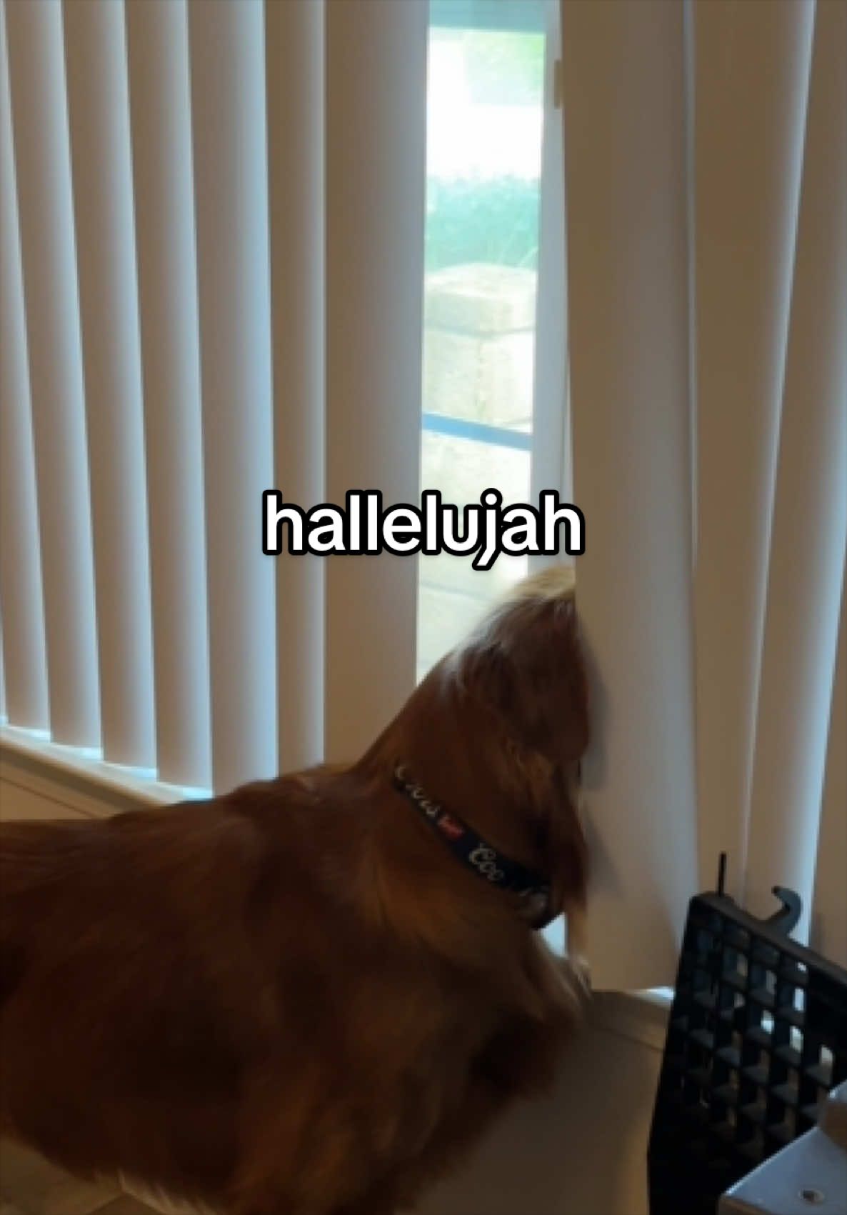 @Winston the Golden Pup 🍯