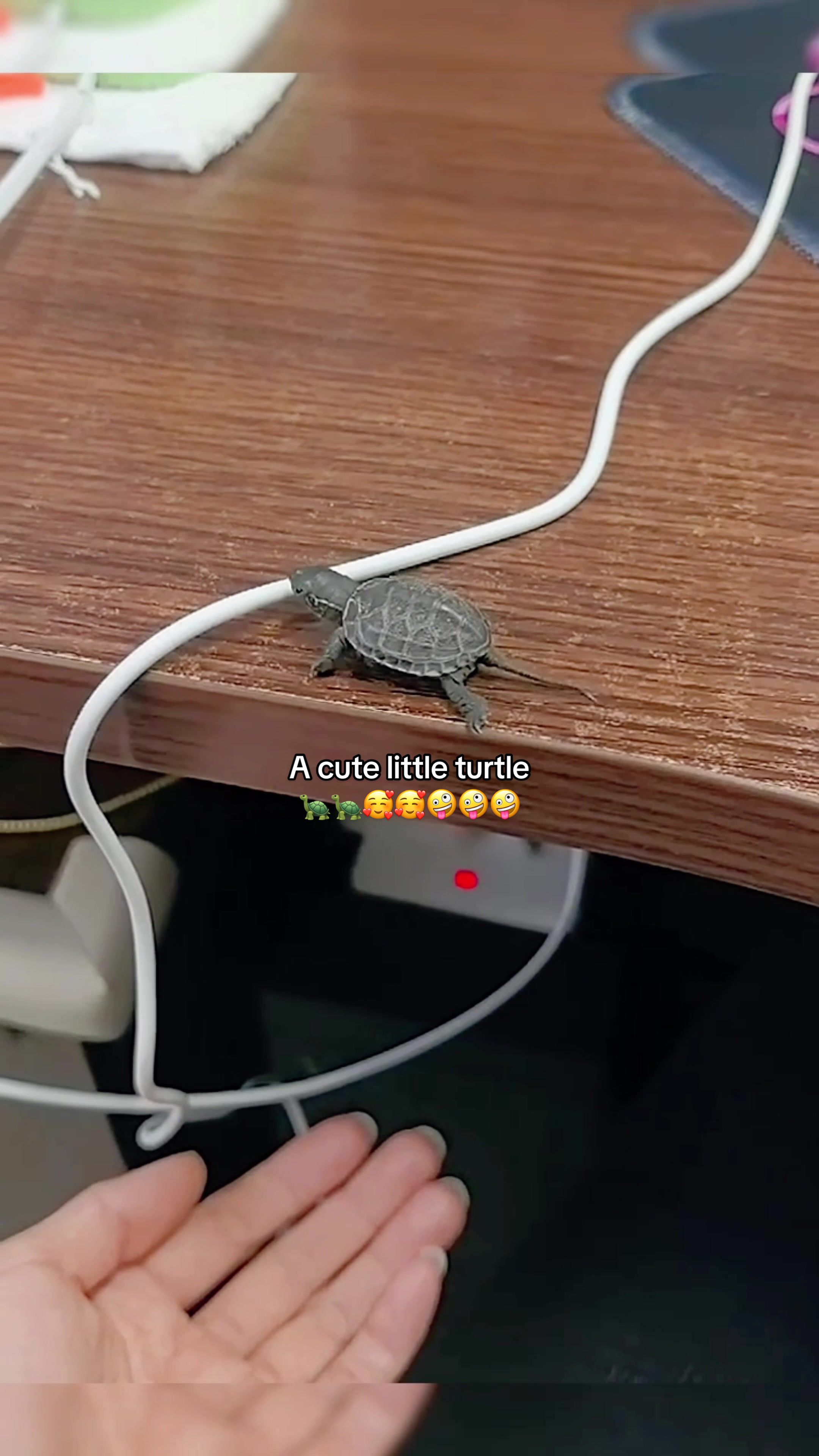 @Mr. Turtle