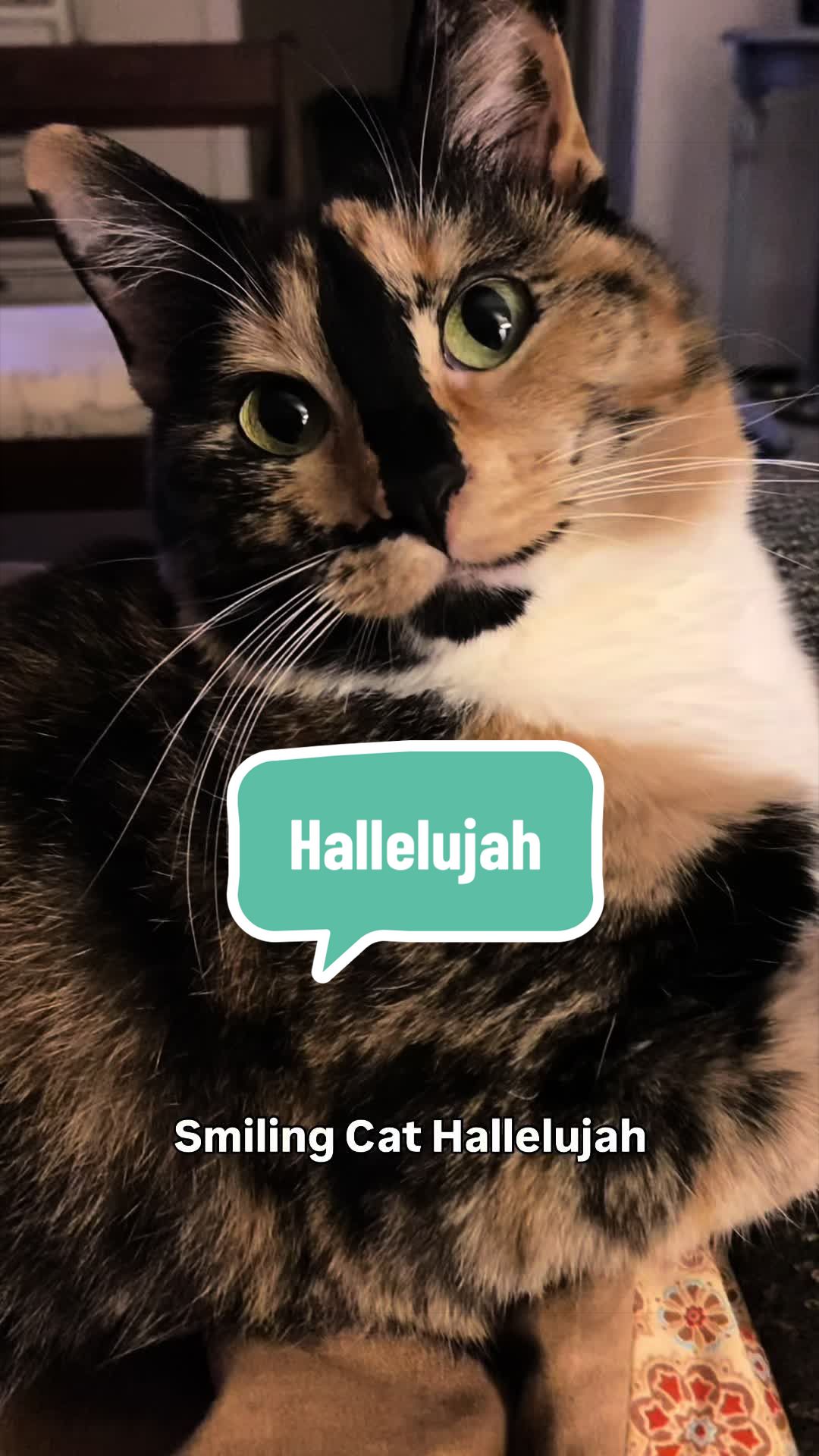 @SnickersTheSmilingCat