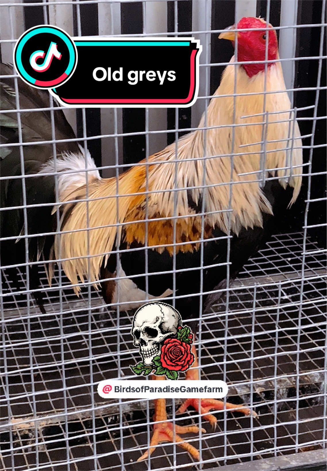 @Birds of Paradise Gamefarm