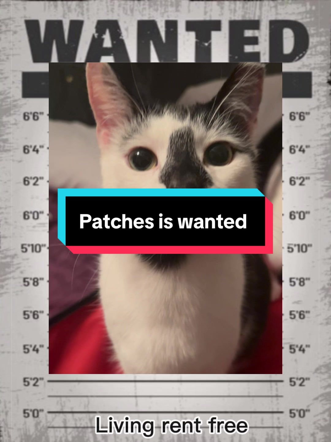 @catlover313official