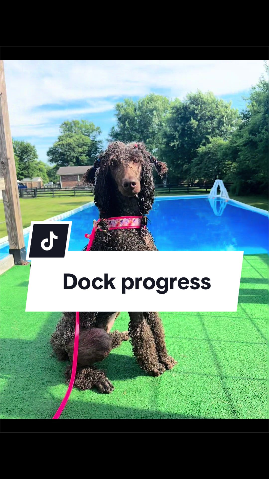 @Maddie, Jovie & Nessie🤍🤎🐩