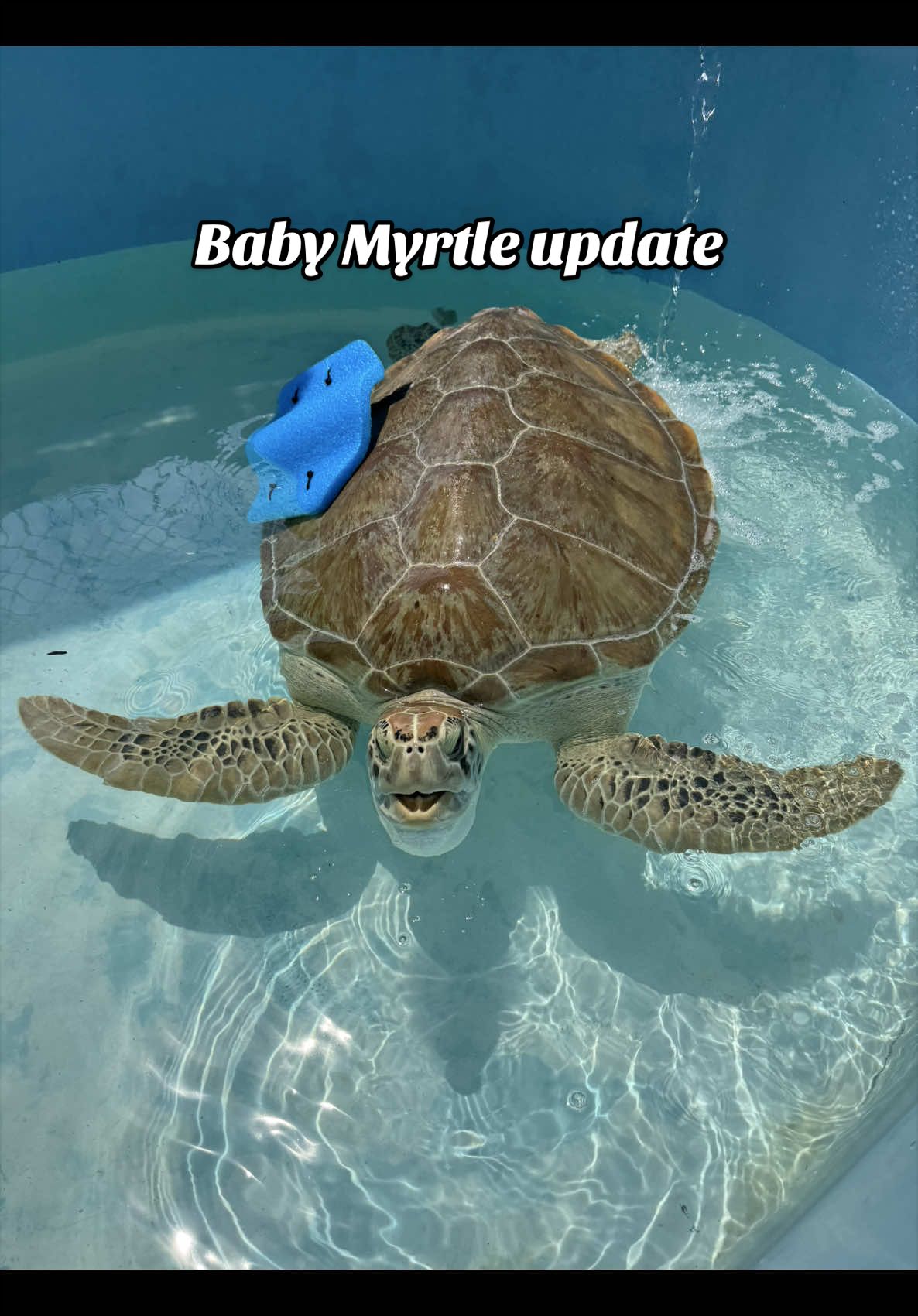 @The Turtle Hospital