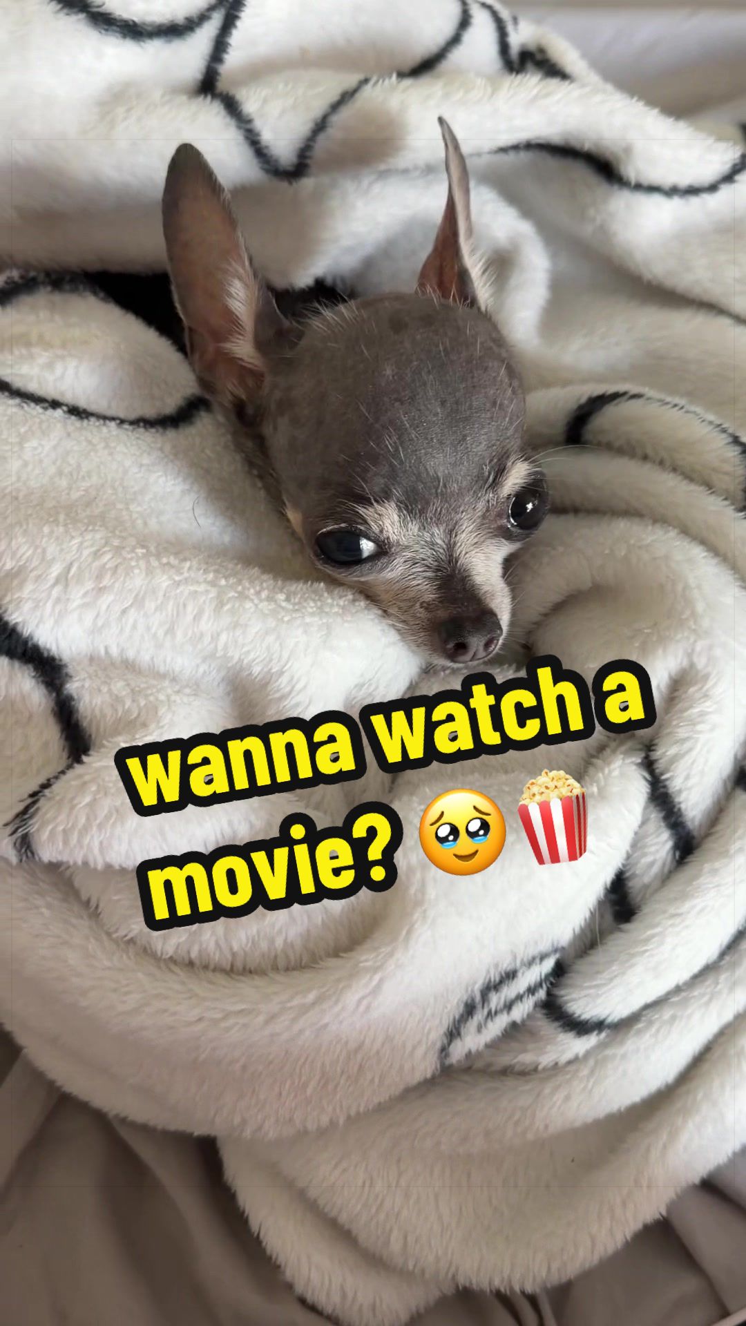 @Tinytiffytheteacupchihuahua