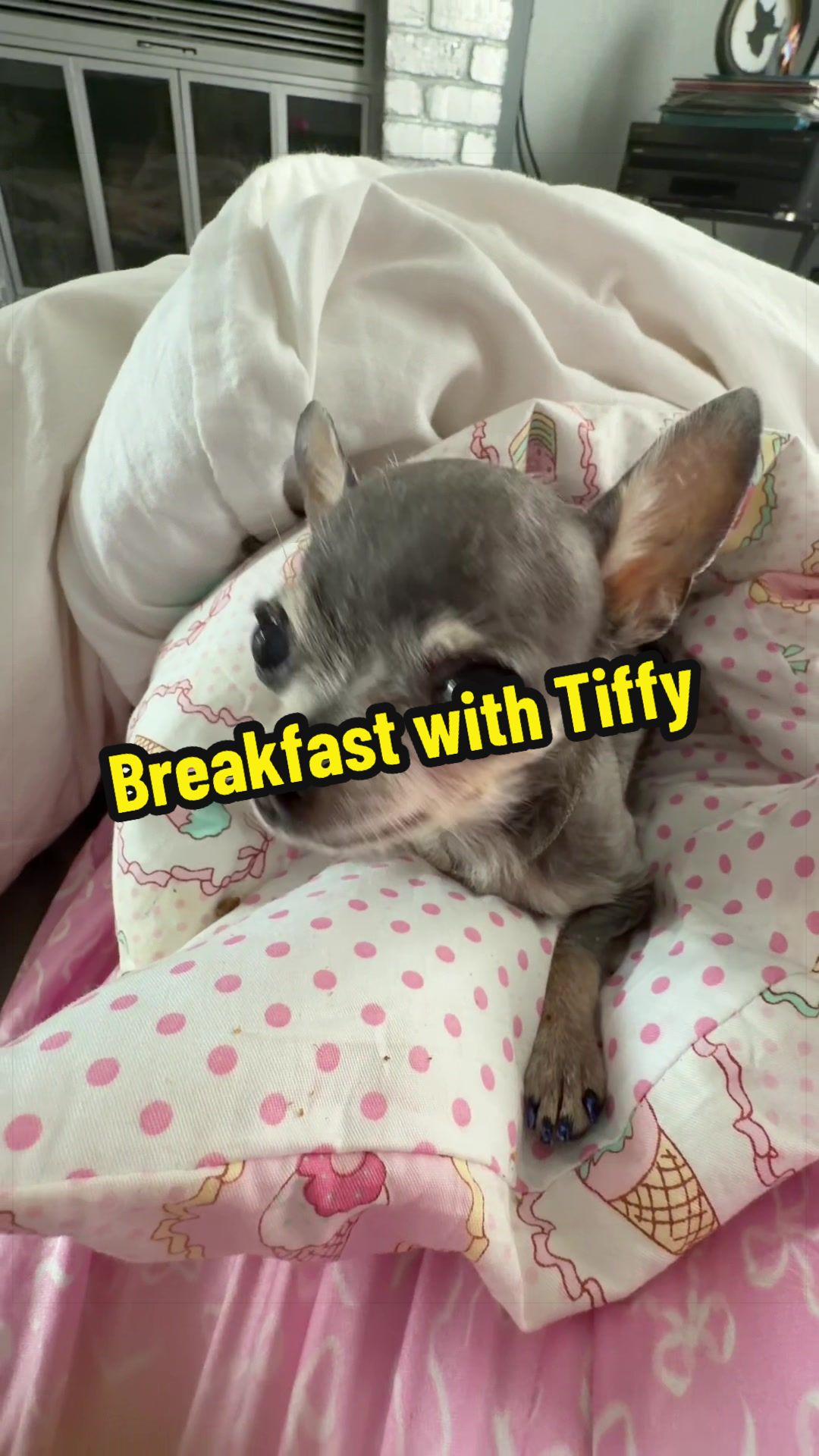 @Tinytiffytheteacupchihuahua