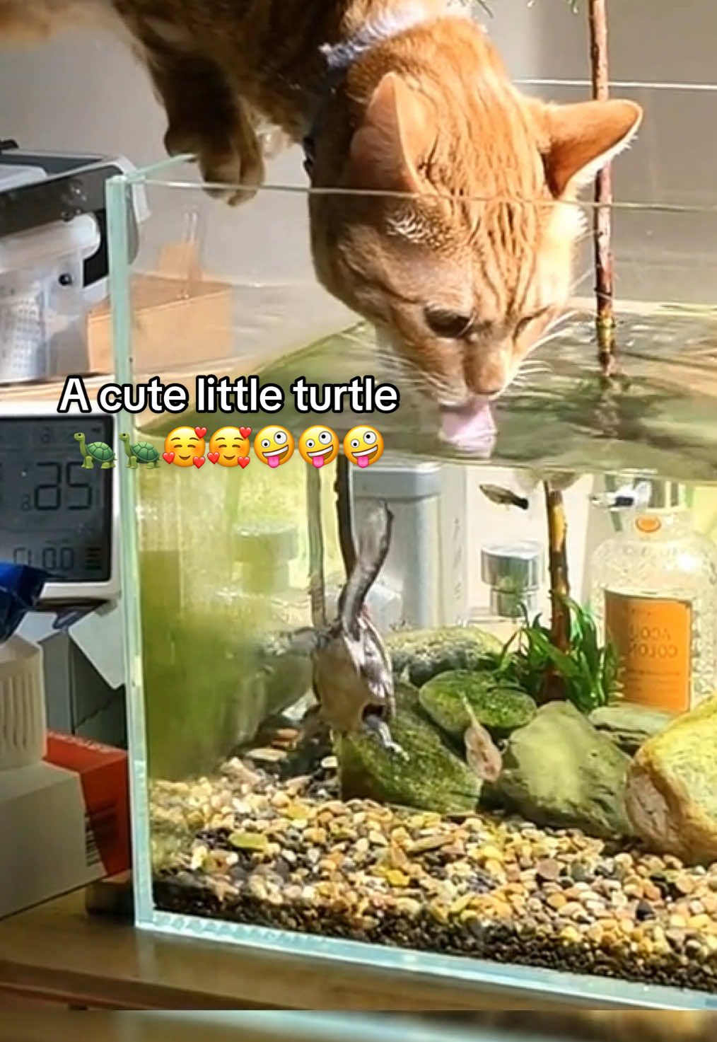 @Mr. Turtle