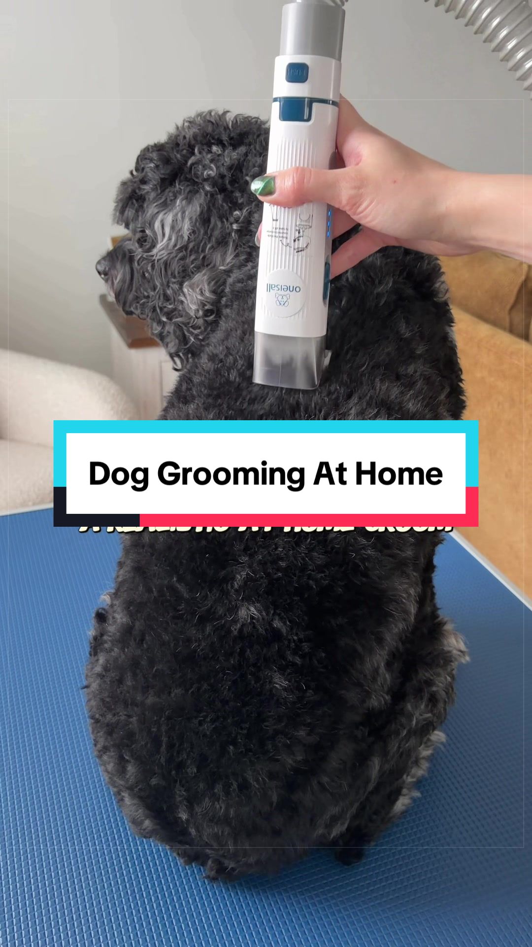 @Archie The Bernedoodle