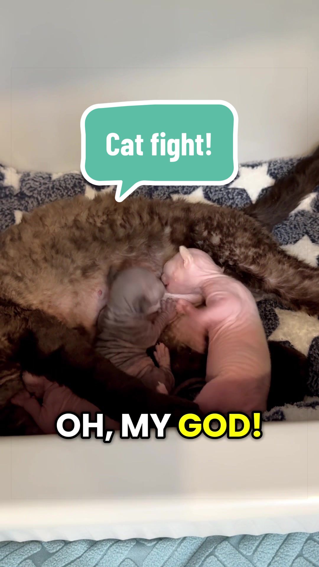 @Boba’s Buds Minskin Cats